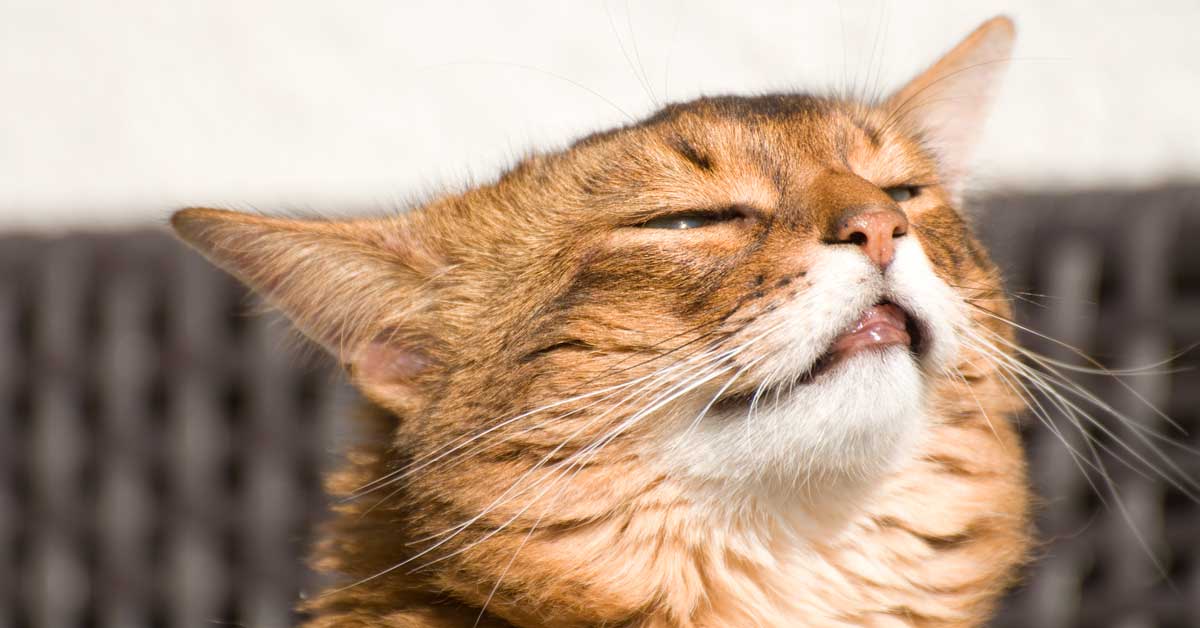Geruchssinn Der Katze über Vor Nachteile Des Besonderen