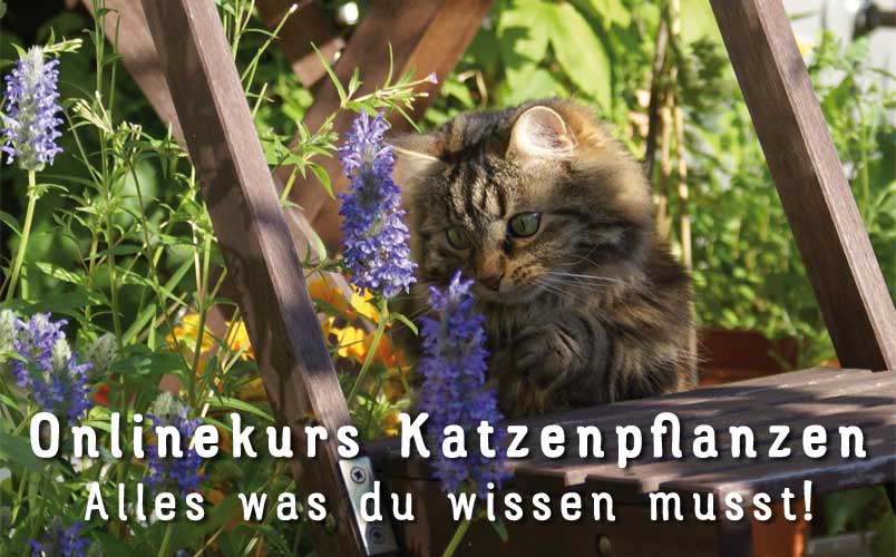 Onlinekurs Katzenpflanzen - Jetzt mehr erfahren!