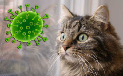 Katzenmeldungen in der Coronakrise (Covid-19/SARS-CoV-2)