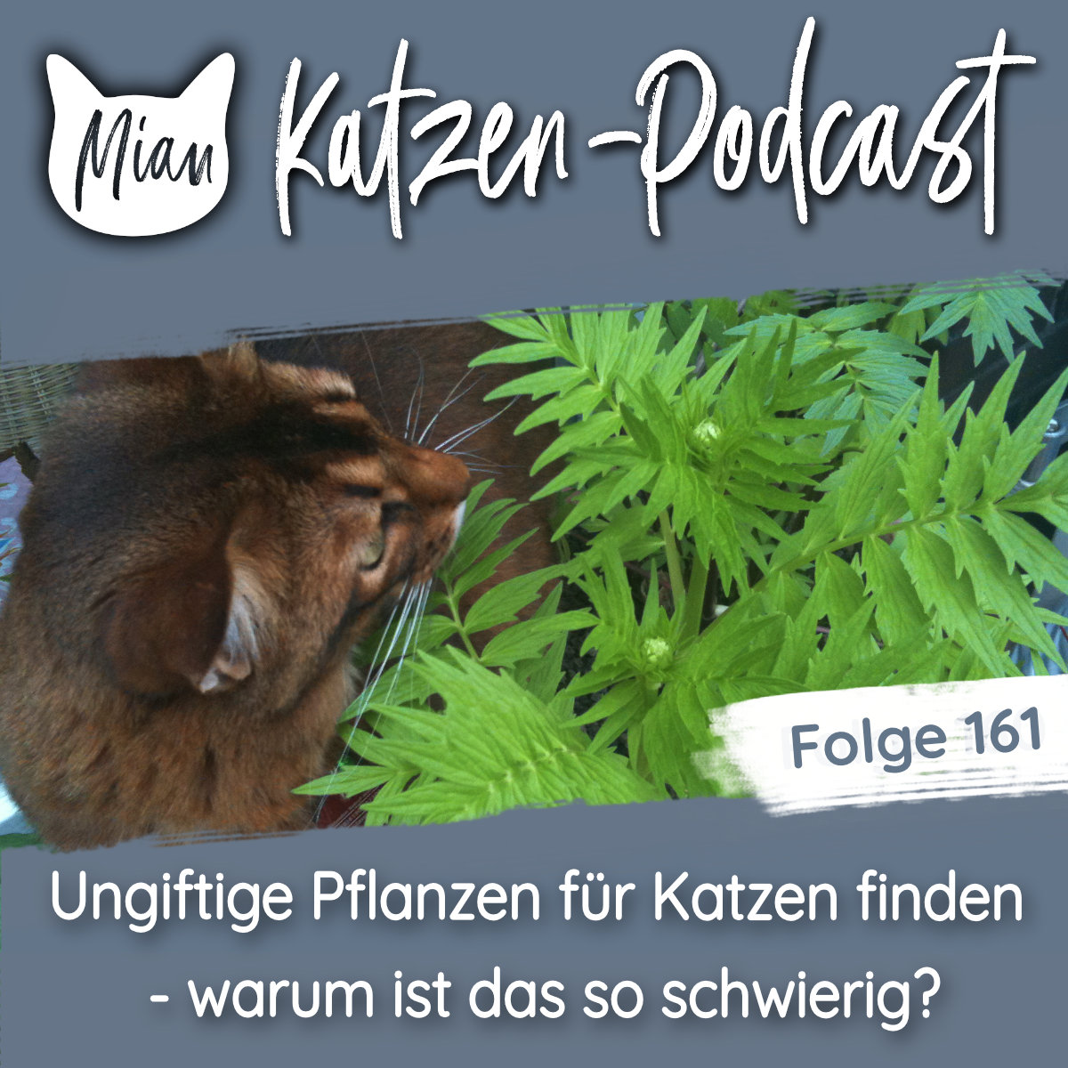 Ungiftige Pflanzen für Katzen finden - warum ist das so schwierig? | MKP161