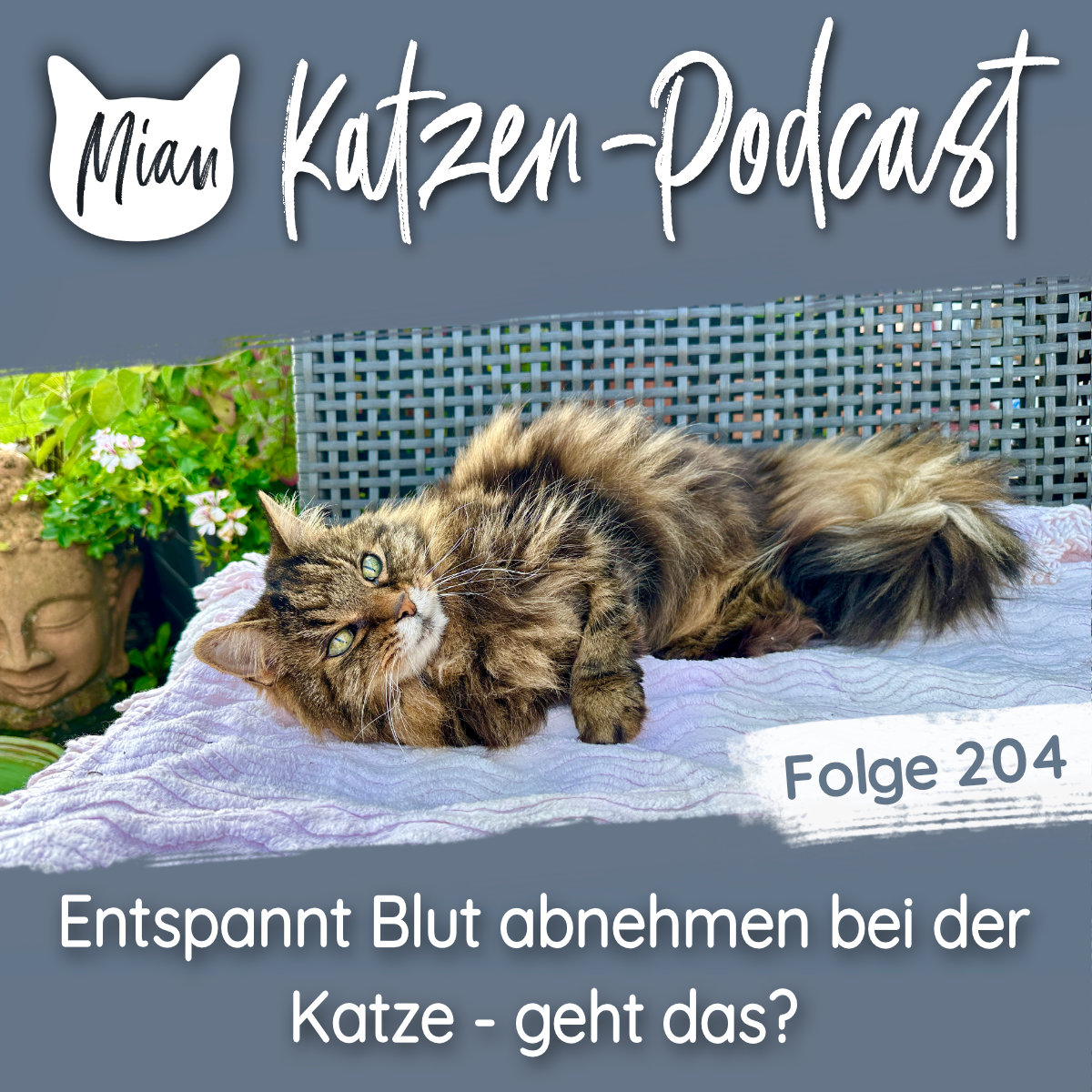 Entspannt Blut abnehmen bei der Katze - geht das? | MKP204