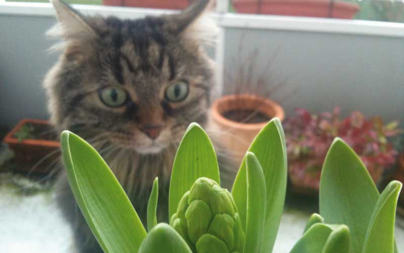 Maracuja Pflanze Giftig Für Katzen
