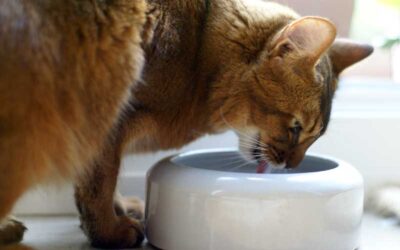 Der richtige Wassernapf für Katzen